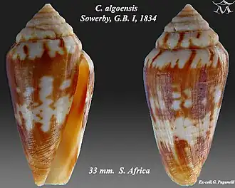 Conus algoensis algoensis
