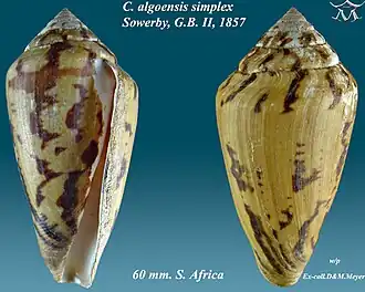 Conus algoensis simplex