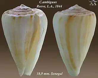 Conus ambiguus