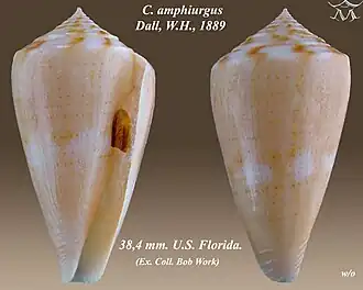 Conus amphiurgus