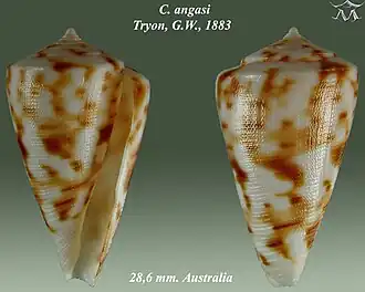 Conus angasi
