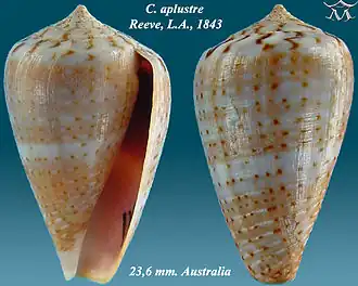 Conus aplustre