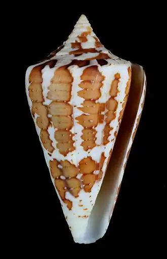 Conus archon