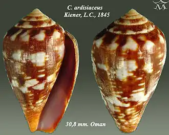 Conus ardisiaceus