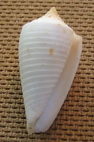 Conus asiaticus lovellreevei