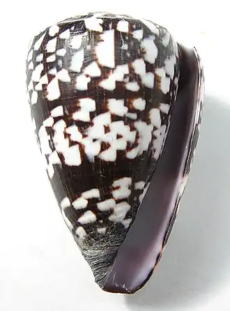 Conus ateralbus