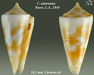 Conus attenuatus