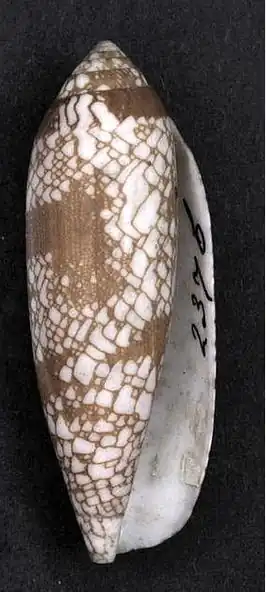 Conus auratinus