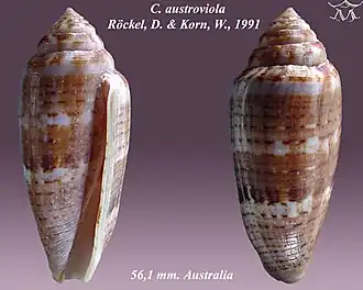 Conus austroviola