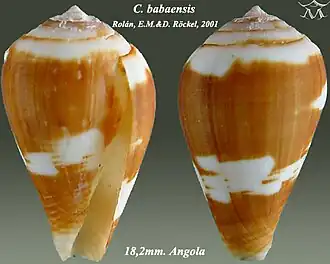 Conus babaensis