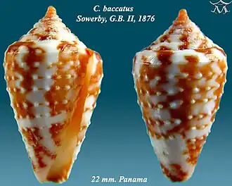 Conus baccatus