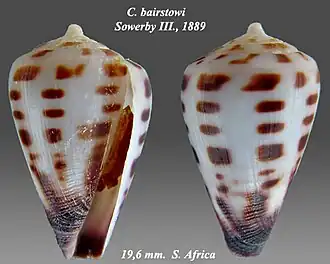 Conus bairstowi