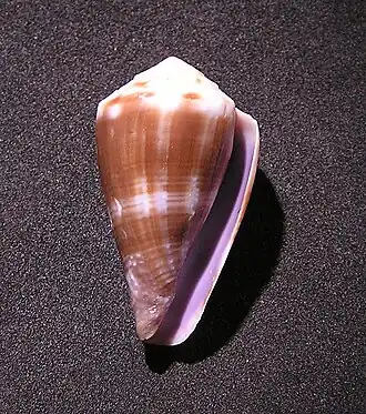 Conus balteatus
