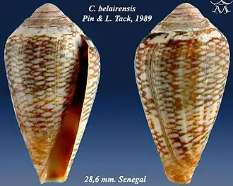 Conus belairensis