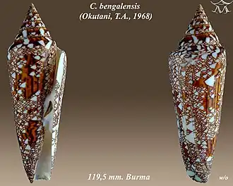 Conus bengalensis