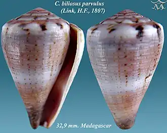 Conus biliosus parvulus