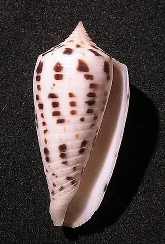 Conus blanfordianus
