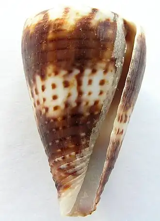 Conus boeticus