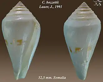 Conus bozzettii