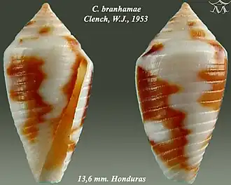 Conus branhamae