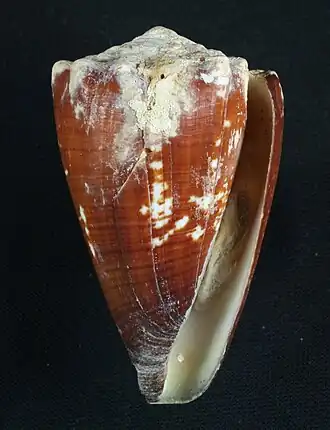 Conus brunneus
