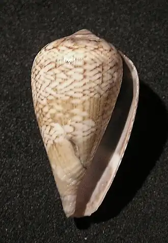 Conus cacao