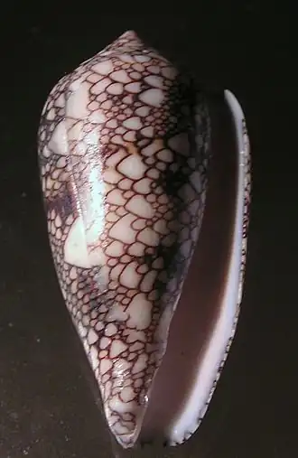 Conus canonicus