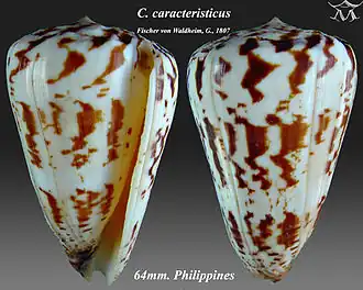 Conus caracteristicus
