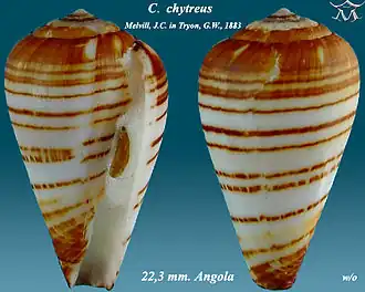 Conus chytreus