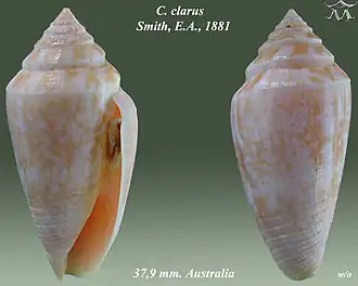 Conus clarus