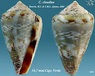 Conus claudiae