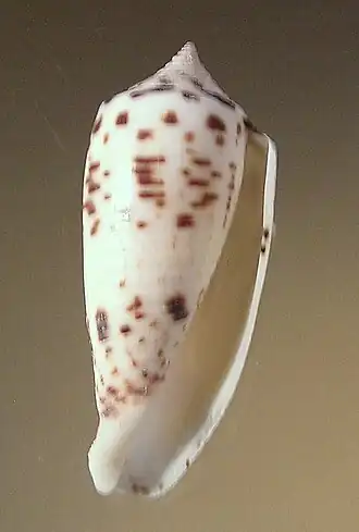 Conus collisus