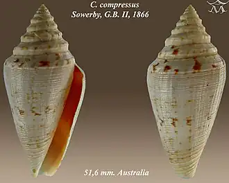 Conus compressus