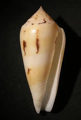 Conus consors daullei