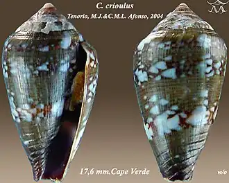 Conus crioulus