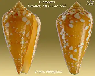 Conus crocatus