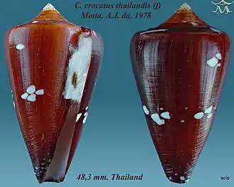 Conus crocatus thailandis