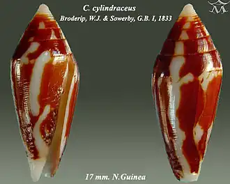 Conus cylindraceus