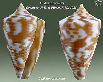 Conus dampierensis