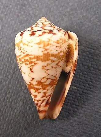 Conus derrubado