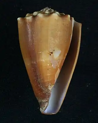 Conus diadema