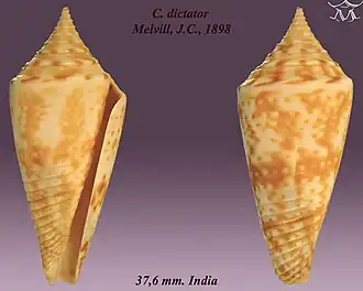 Conus dictator