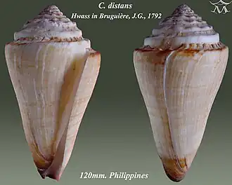 Conus distans