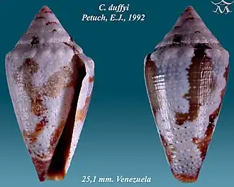 Conus duffyi