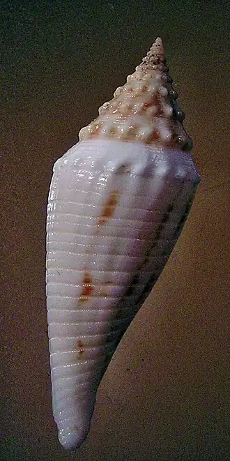 Conus elokismenos