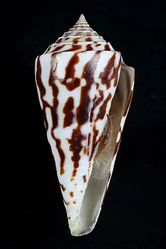 Conus emarginatus