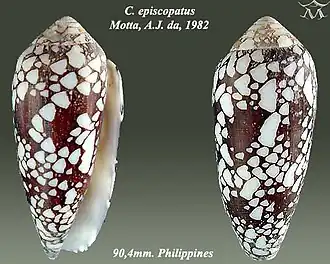 Conus episcopatus