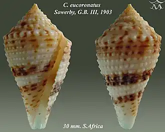 Conus eucoronatus