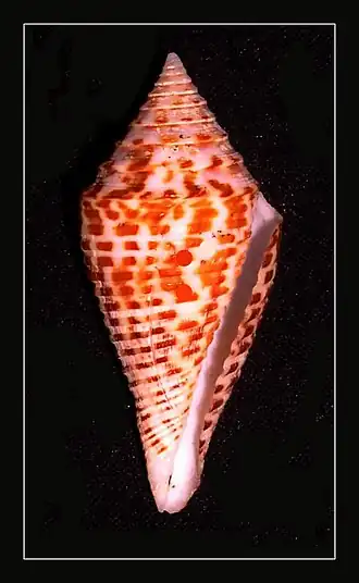 Conus eugrammatus