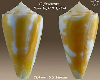 Conus flavescens